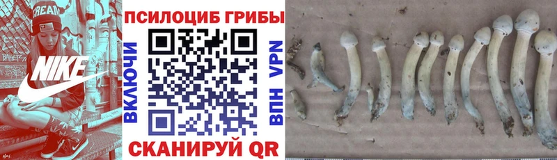 Галлюциногенные грибы Cubensis  mega зеркало  Юрга 